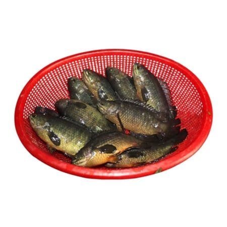 Local Kawoi/Kawai/Koi Fish (Live/ Cut & Cleaned)
