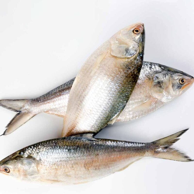 Hilsa Fish Online, Ilish Fish Online, Hilsa Fish Online in Guwahati, Buy Hilsa Fish Online in Guwahati, Hilsa Fish Home Delivery in Guwahati