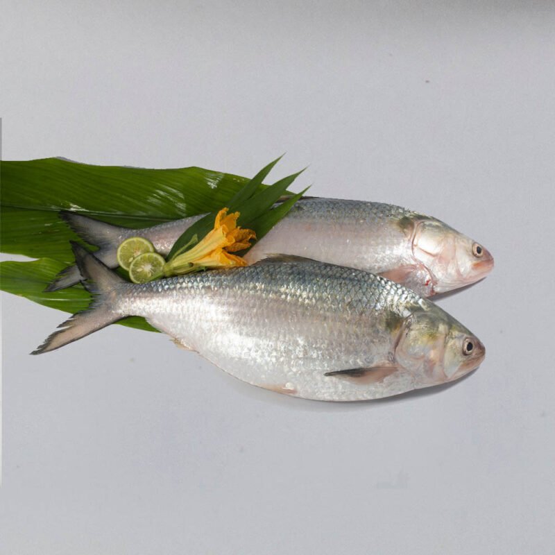 Hilsa Fish Online, Ilish Fish Online, Hilsa Fish Online in Guwahati, Buy Hilsa Fish Online in Guwahati, Hilsa Fish Home Delivery in Guwahati