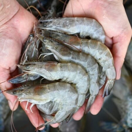 1 Kg, Uncut, Whole