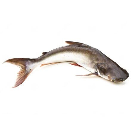 Buy Ari Fish Online in Guwahati