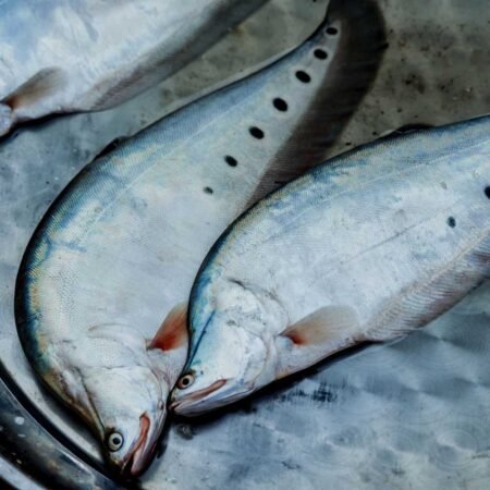 Buy Choitol fish online in Guwahati