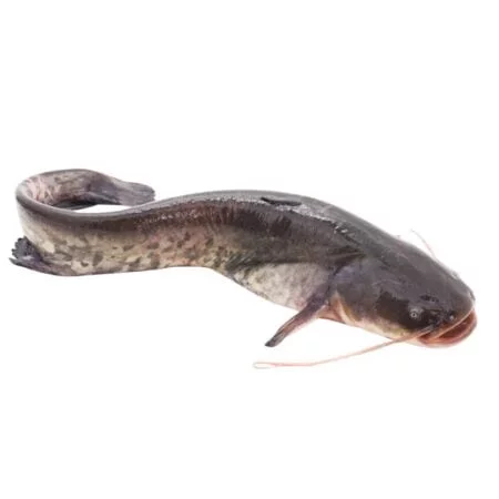 Local Ari/River Catfish (5 Kg & Above Size, Without Head)
