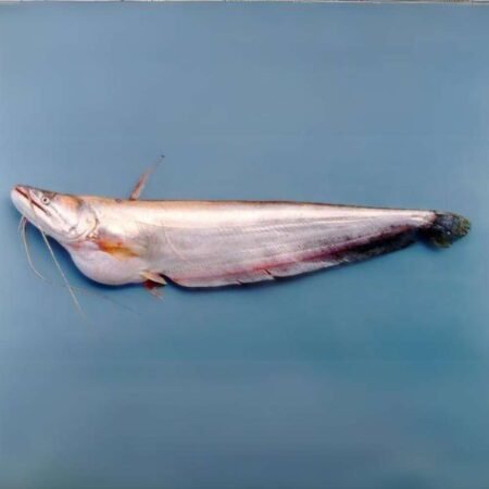 Local Boal/Borali/Wallago Attu Fish  (5 Kg & Above Size, Without Head)