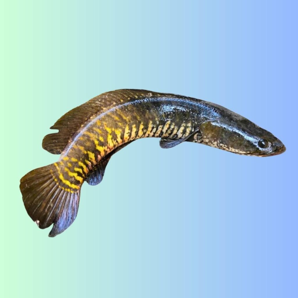Local Xol/Sol/Snakehead Murrel Fish (1-1.5 Kg Size, Cut & Cleaned Pieces) (Per Kg)