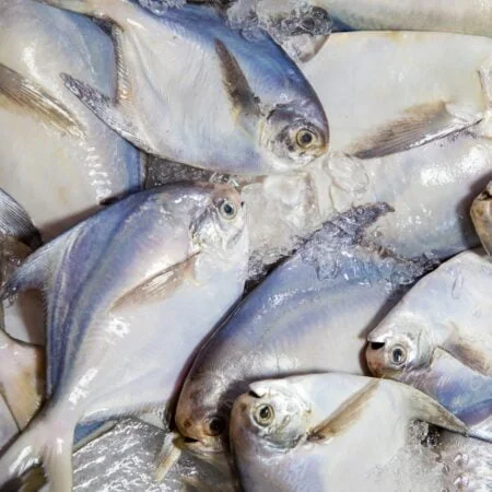 Frozen Pomfret/Pamplet Fish (8 Pieces Per Kg)