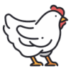 Fresh Chicken