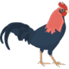 Local Chicken